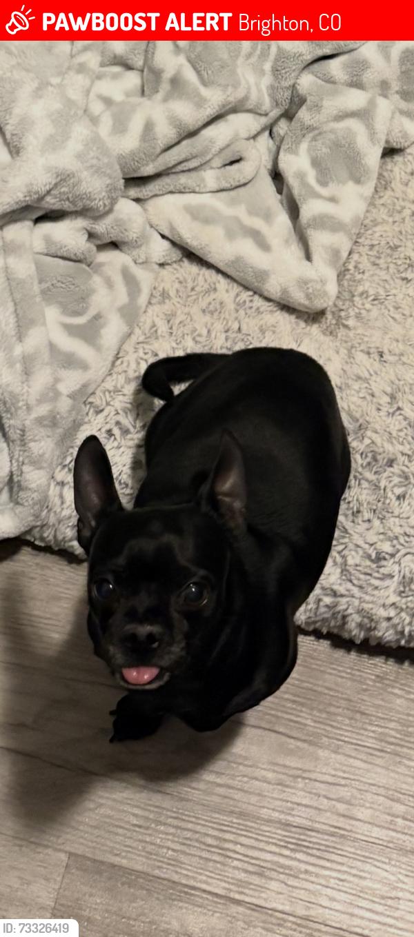 Lost Male Dog last seen 168th and silver maple st Brighton, Brighton, CO 80601