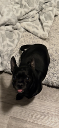 Lost Male Dog last seen 168th and silver maple st Brighton, Brighton, CO 80601