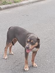 Found/Stray Female Dog last seen Huckleberry hse, Columbus, OH 43201