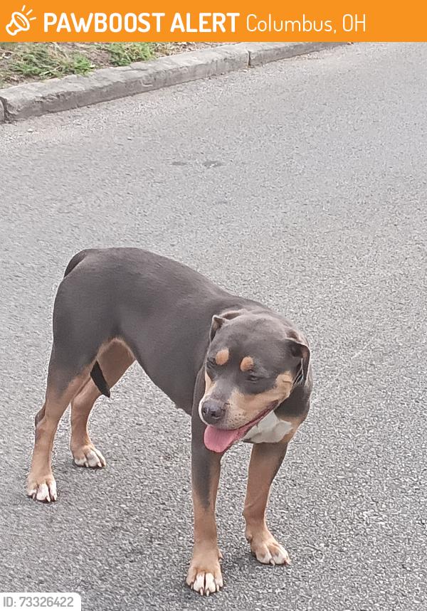 Found/Stray Female Dog last seen Huckleberry hse, Columbus, OH 43201