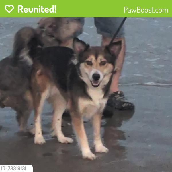 Reunited Female Dog last seen Wynn Joyce and Broadway, Garland, TX 75043