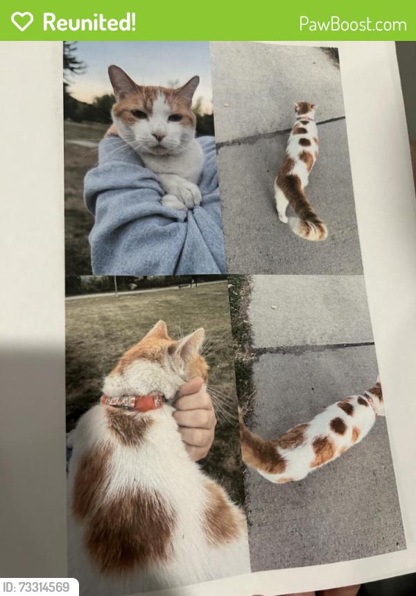 Reunited Unknown Cat last seen Near Oak St N, Fargo, ND 58102, USA, Fargo, ND 58102
