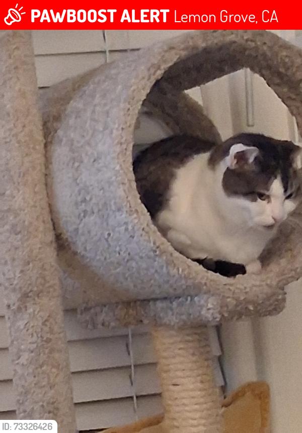 Lost Female Cat last seen Canton & Englewood drive, Lemon Grove, CA 91945