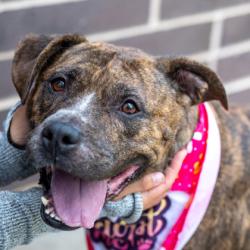 Shelter Stray Female Dog last seen Near S Hairston Rd, 30088, GA, 3280 Chamblee Dunwoody Rd, Chamblee, GA 30341, USA