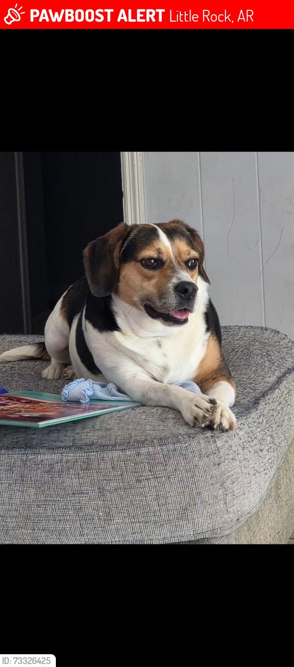 Lost Female Dog last seen Green mountain dr, Little Rock, AR 72211