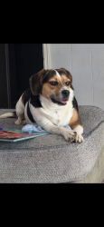 Lost Female Dog last seen Green mountain dr, Little Rock, AR 72211
