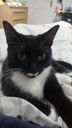 Reunited Female Cat last seen Reynard Way church, West Northamptonshire, England NN2 8QY