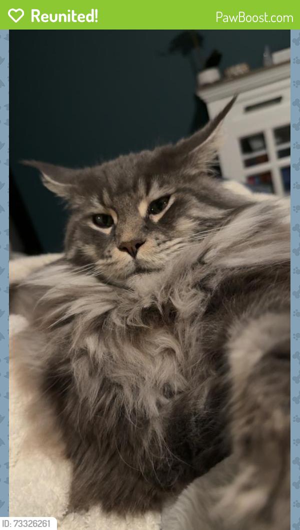 Reunited Male Cat last seen 68th and division, Cutlerville, MI 49548