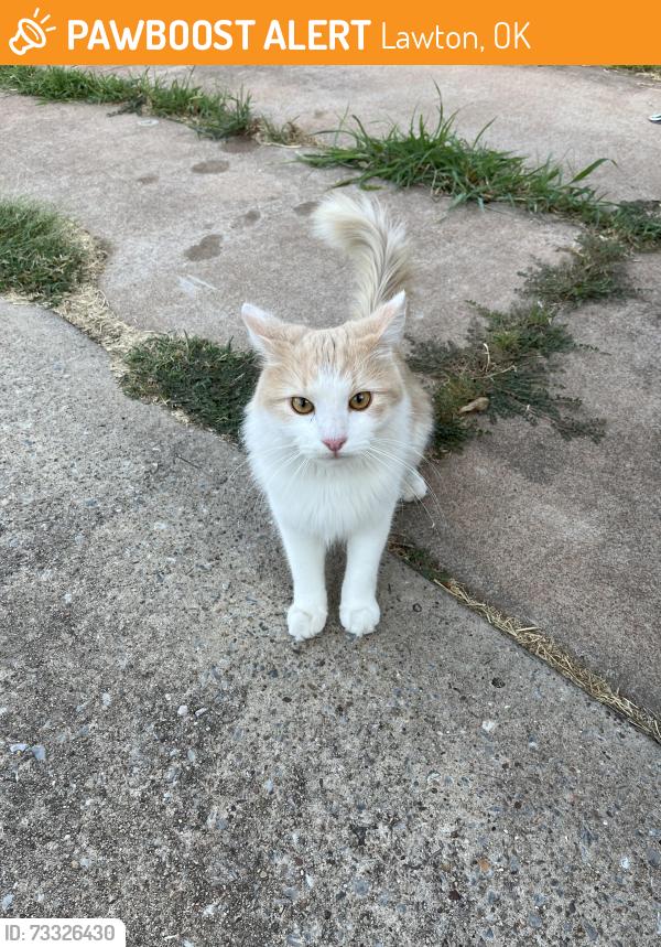 Found/Stray Female Cat last seen Near Liberty Lake, Lawton, OK 73505