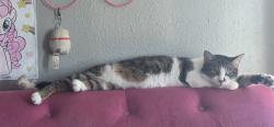 Reunited Female Cat last seen Farm circle, Mustang, OK 73064