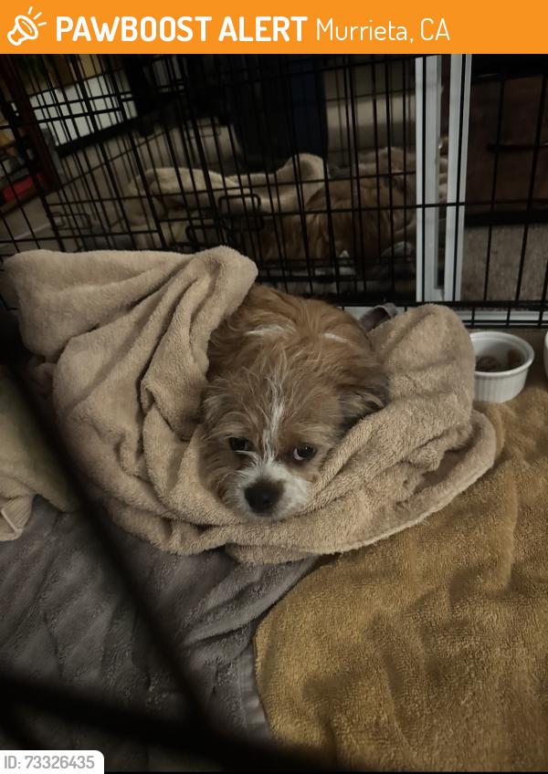 Found/Stray Male Dog last seen Watt Road, Murrieta, CA 92563