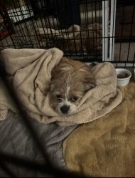 Found/Stray Male Dog last seen Watt Road, Murrieta, CA 92563