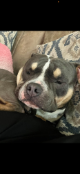 Reunited Male Dog last seen George Washington hwy, Chesapeake, VA 23323