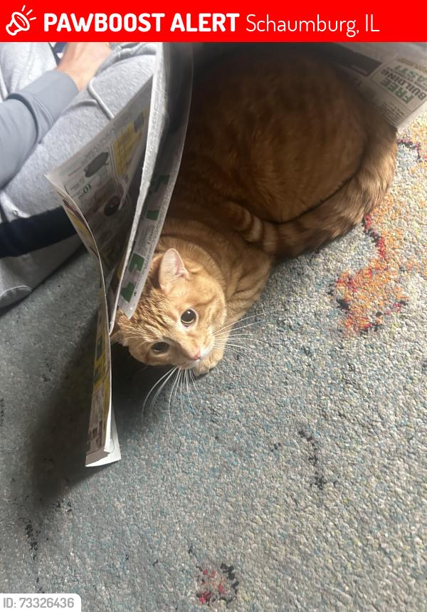 Lost Male Cat last seen Briar hill and Penview corner, Schaumburg, IL 60194