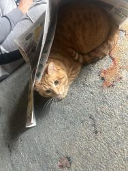Lost Male Cat last seen Briar hill and Penview corner, Schaumburg, IL 60194