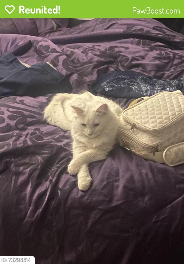 Reunited Male Cat last seen Near Kingville drive, Charlotte, NC 28213