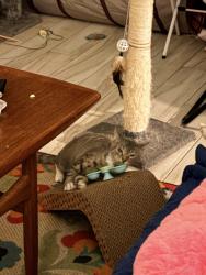 Reunited Female Cat last seen near the section of N Pinehurst and Doral Lane, Melbourne, FL 32940