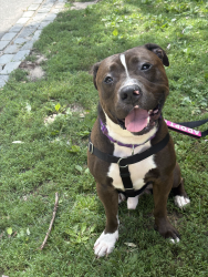 Shelter Stray Male Dog last seen Near W 71st Street, NEW YORK, NY, 10023, 326 E 110th St, New York, NY 10029, USA