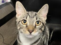 Shelter Stray Unknown Cat last seen Near E 110th Street, NEW YORK, NY, 10029, 326 E 110th St, New York, NY 10029, USA
