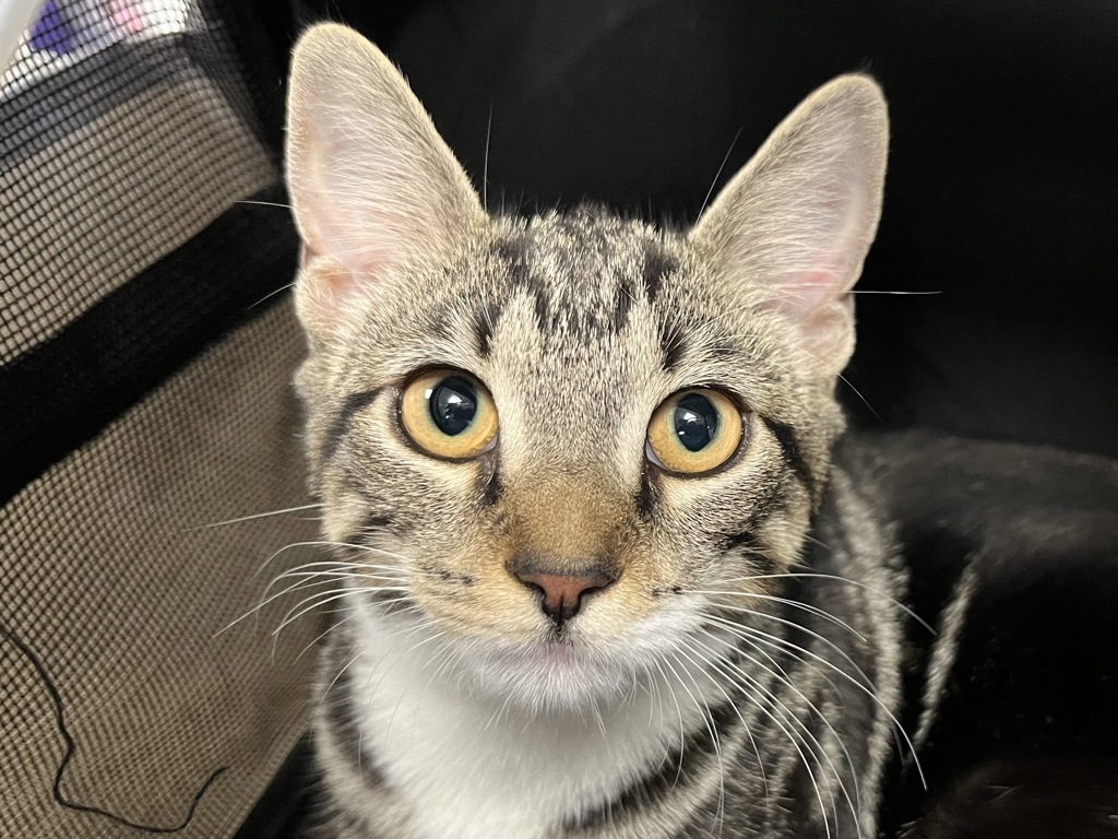 Shelter Stray Unknown Cat last seen Near E 110th Street, NEW YORK, NY, 10029, 326 E 110th St, New York, NY 10029, USA