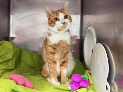Shelter Stray Male Cat last seen Near Bedford Park, BRONX, NY, 10468, 326 E 110th St, New York, NY 10029, USA