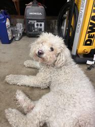 Found/Stray Female Dog last seen Near Divison St, National City, CA 91950