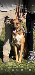 Reunited Male Dog last seen Pisgah Road near Mount Pisgah Middle School, Cordova, TN 38016