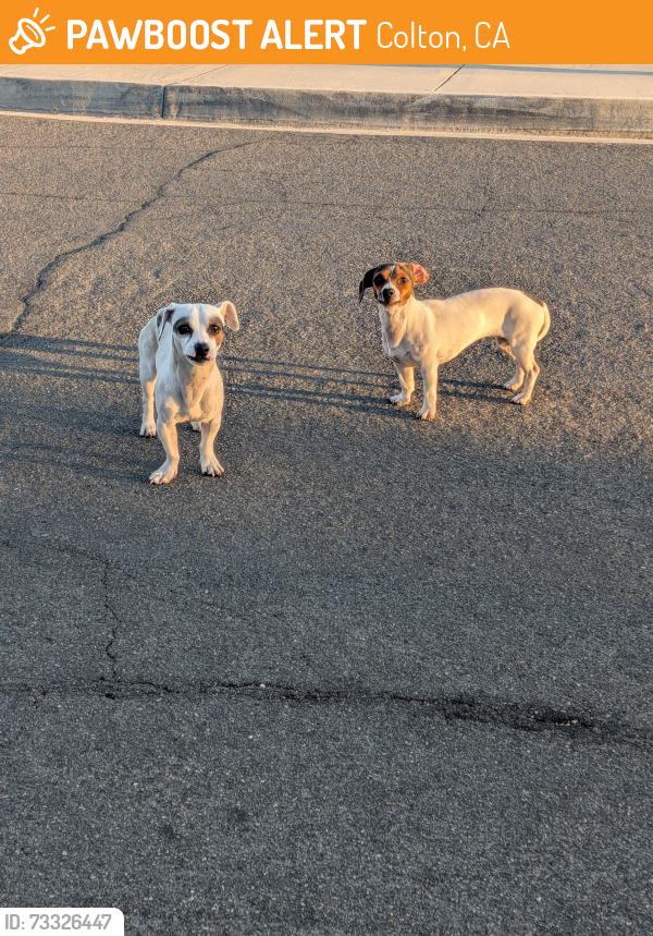 Found/Stray Male Dog last seen Paul J Rogers elementary, Colton, CA 92324