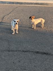 Found/Stray Male Dog last seen Paul J Rogers elementary, Colton, CA 92324