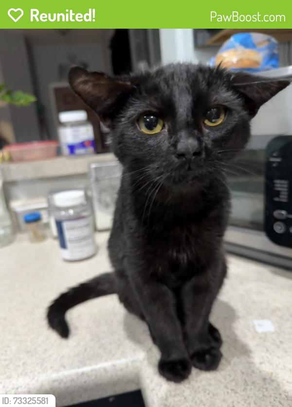 Reunited Male Cat last seen Signal butte and university, Apache Junction, AZ 85120