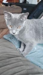 Reunited Female Cat last seen West vine street and south westnedge, Kalamazoo, MI 49008