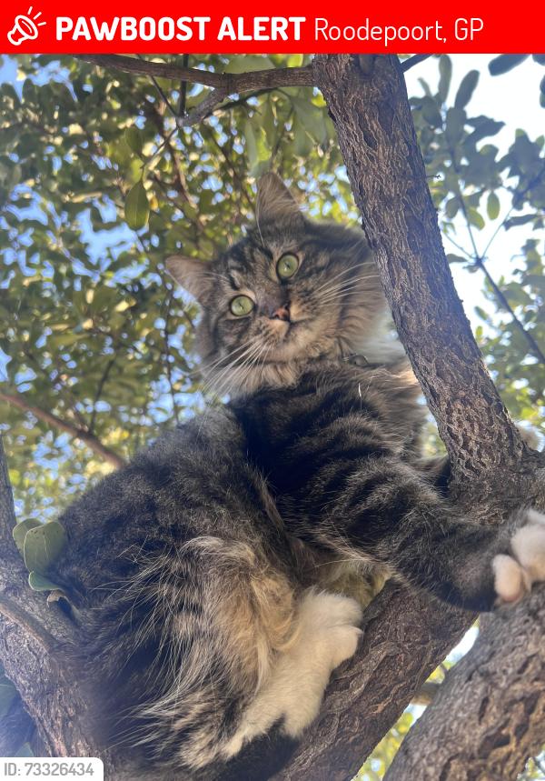 Lost Male Cat last seen Kevin ridge est, Roodepoort, GP 2169