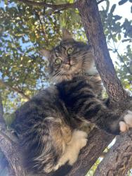 Lost Male Cat last seen Kevin ridge est, Roodepoort, GP 2169