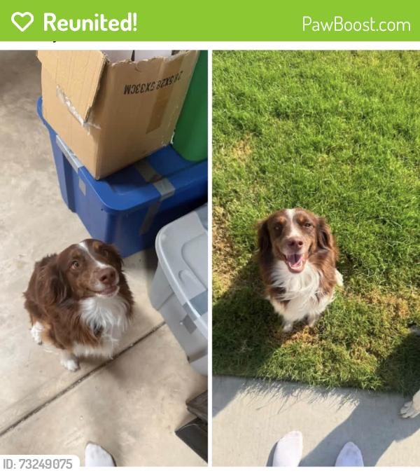 Reunited Female Dog last seen 34th and blessen rd, Randall County, TX 79119