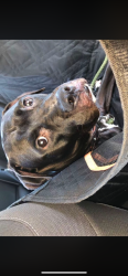 Reunited Male Dog last seen Hidden glen, Sarasota, FL 34239