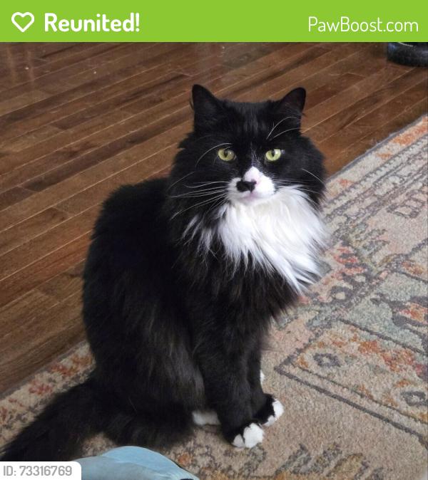 Reunited Male Cat last seen 3rd avenue / Nelson ave Chesilhurst NJ, Chesilhurst, NJ 08089