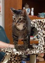 Lost Male Cat last seen 95a and Eden near Jim Allen Elementary, Cantonment, FL 32533