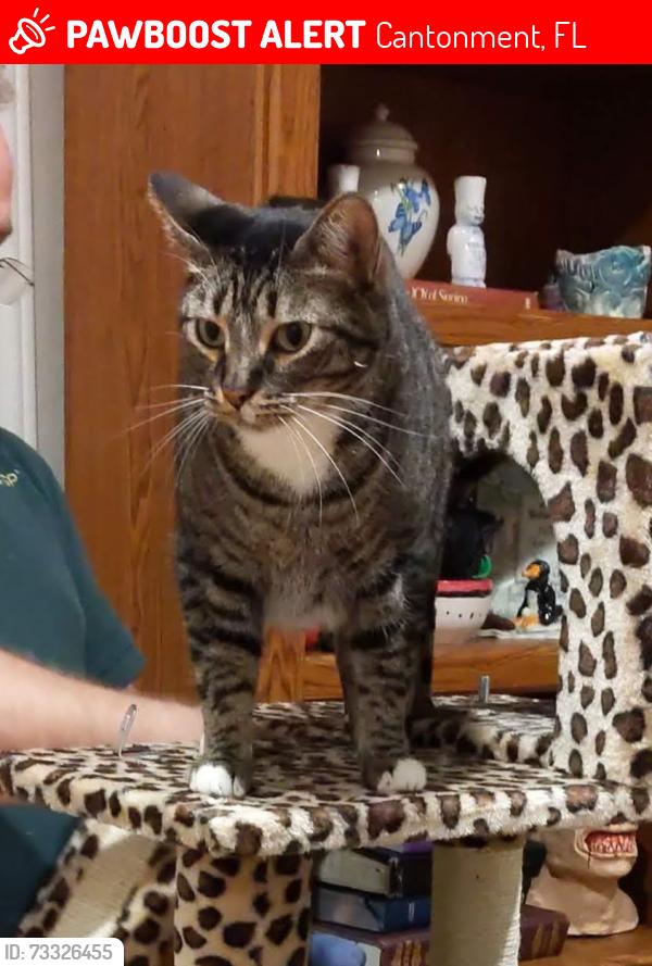 Lost Male Cat last seen 95a and Eden near Jim Allen Elementary, Cantonment, FL 32533