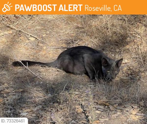 Found/Stray Male Cat last seen Vineyard and Crowder, Roseville, CA 95747