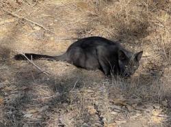 Found/Stray Male Cat last seen Vineyard and Crowder, Roseville, CA 95747