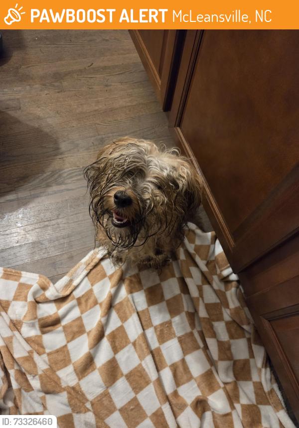 Found/Stray Unknown Dog last seen FIRE Station, McLeansville, NC 27301