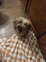 Found/Stray Unknown Dog last seen FIRE Station, McLeansville, NC 27301