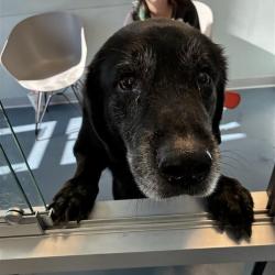 Shelter Stray Male Dog last seen , 980 Guilford College Rd, Greensboro, NC 27409, USA
