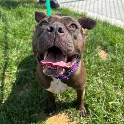 Shelter Stray Female Dog last seen , Animal Care & Control Team of Philly, 111 W Hunting Park Ave, Philadelphia, PA 19140, USA
