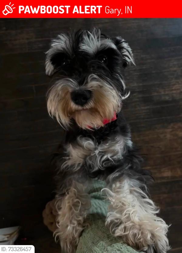 Lost Female Dog last seen 7th and Cleveland Street in Gary, Gary, IN 46404