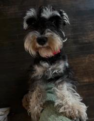 Lost Female Dog last seen 7th and Cleveland Street in Gary, Gary, IN 46404