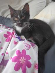 Lost Male Cat last seen Arch and east otterman st, Greensburg, PA 15601