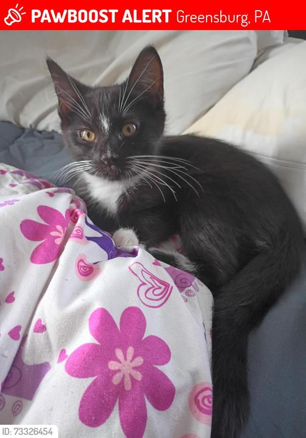 Lost Male Cat last seen Arch and east otterman st, Greensburg, PA 15601