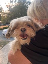 Reunited Female Dog last seen Eldel, Pine Grove, CA 95665