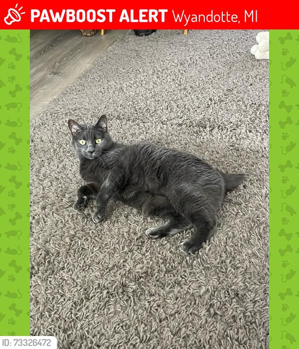 Lost Female Cat last seen 10th Street between northline and oak, Wyandotte, MI 48192